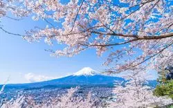 【2023最新】四国の桜の名所10選！見頃や近くの観光スポットも