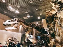 【上野】昔行ったあの場所♡実は穴場の国立科学博物館デートが良き♡