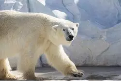 上野動物園の動物の種類は？注目の動物を画像とともにご紹介！