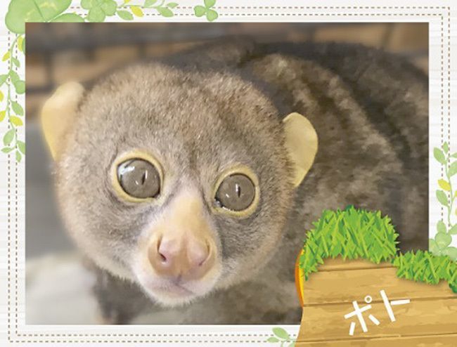 Jr九州ホールが動物園に キモかわ珍獣エモい展 開催 Fanfunfukuoka ファンファン福岡