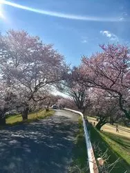【週末×お花見】家族や友達と樹齢100年の桜を見に行こう♪