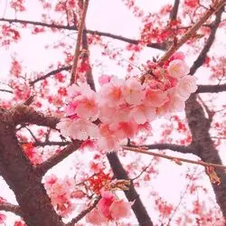 【2019桜情報】早咲きの桜？春を先取りするならここ◎
