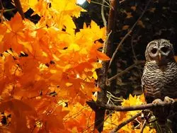 【長崎】フクロウの森で、フクロウに癒されちゃおう！