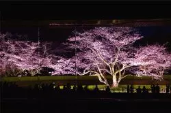 【関東】桜を楽しむのは昼だけじゃない◎魅力的な夜桜屏風