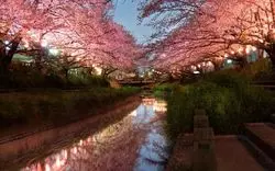 【2026】埼玉の桜名所13選！桜祭りや穴場のお花見スポットも紹介