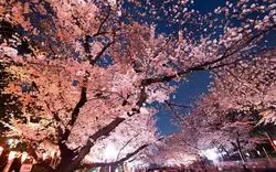 【2020】上野恩賜公園の花見特集！開花時期や周辺穴場スポット紹介	