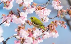 【2026春】新宿御苑の最新桜情報！お花見名所の見頃を紹介