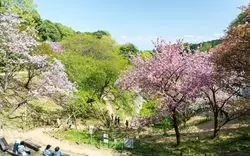 【2026年最新版】八王子で桜を見るならここ！桜の名所8選