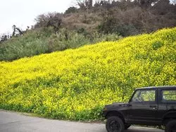 【愛媛】菜の花が素敵！海岸沿いの「閏住の菜の花畑」に行こう！