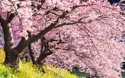 【2025年最新】上野公園の桜の見頃は？開花&満開予想と絶景お花見コースを紹介