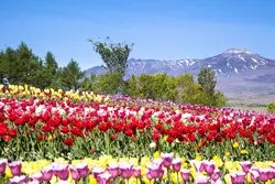 栃木県のお花の名所8選！お花好きの方は必見◎