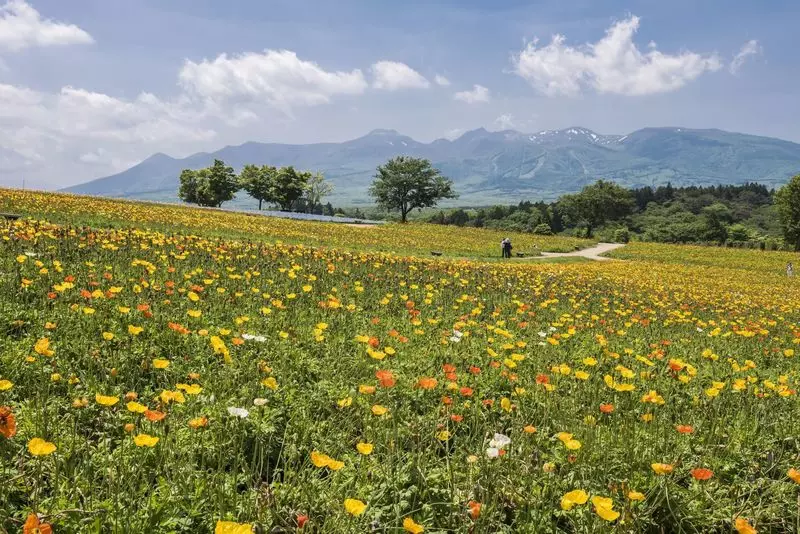 季節ごとのお花を見られるのも魅力の1つ！ 1枚目