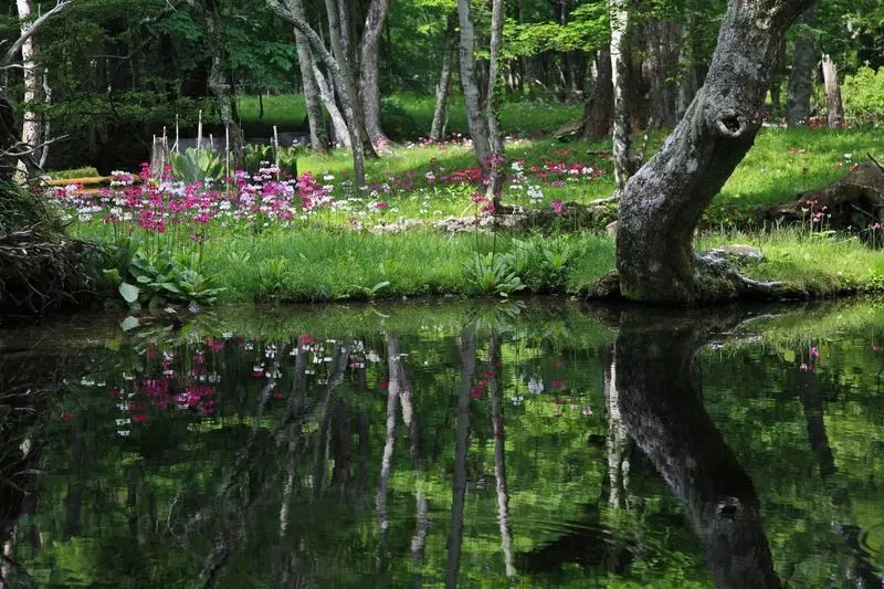 栃木県でお花を見るならココ！5. 「千手ヶ浜」 1枚目