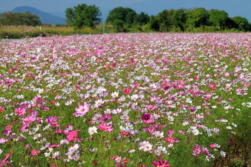 栃木でお花を見るならココ！8. 「鬼怒グリーンパーク」 1枚目