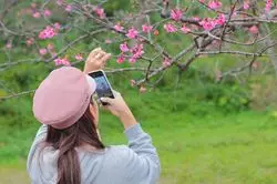 日本で1番早い桜祭りin沖縄！どこよりも早い桜を見に行こう！