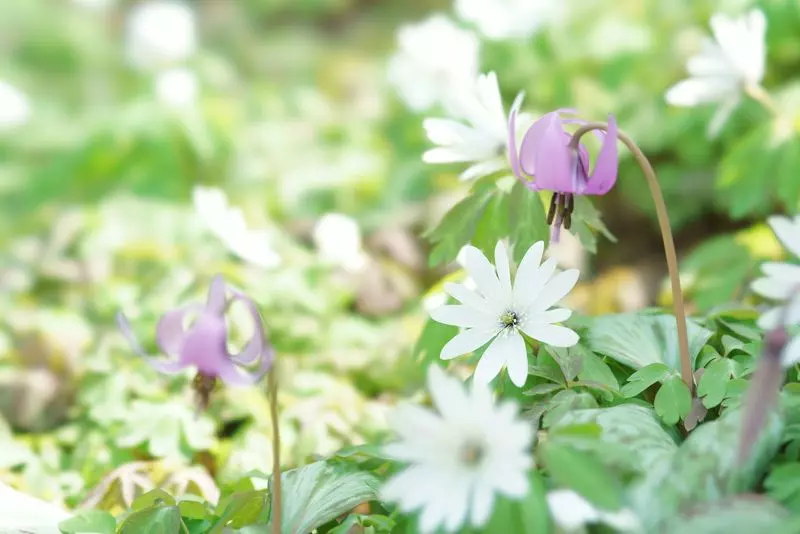 栃木県の花の名所に出かけよう♡ 1枚目
