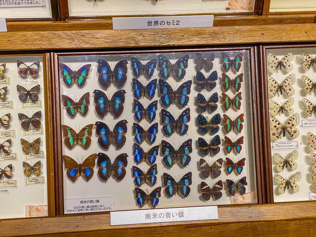 【2026】国内のGWお出かけスポット30選！関東も関西も「行ってみたい！」を総まとめの画像