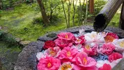 【春の特別拝観】知る人ぞ知る春の京都で行くべき場所☆