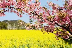 【春の絶景】真っ黄色の絨毯がここに！菜の花まつりで遊ぼう