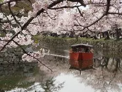 【春本番】彦根城の桜まつりに行こう♡
