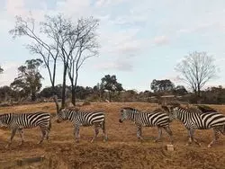 気分は海外旅行♪おしゃれで可愛い動物園