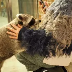 今度はアライグマ！？海外ならではの新しい動物カフェ♡