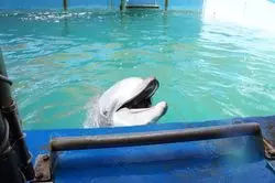 【三重】船でしか行けない水族館？！「イルカ島」って知ってる？