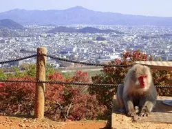 【京都】小屋に入るのはどっち！？「嵐山モンキーパークいわたやま」