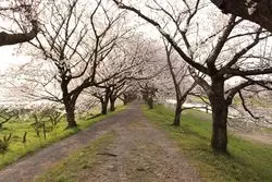 川沿いの桜並木を散歩♪福岡県うきは市の観光スポット！