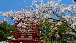 まるで絵画。桜×富士山×五重塔が織りなす絶景
