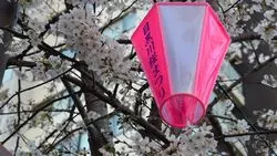 【東京】都内のお花見定番スポット♡目黒川沿いの桜