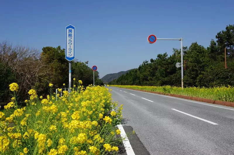 7. 「房総フラワーライン」季節の花が咲き誇る関東のドライブスポット 1枚目