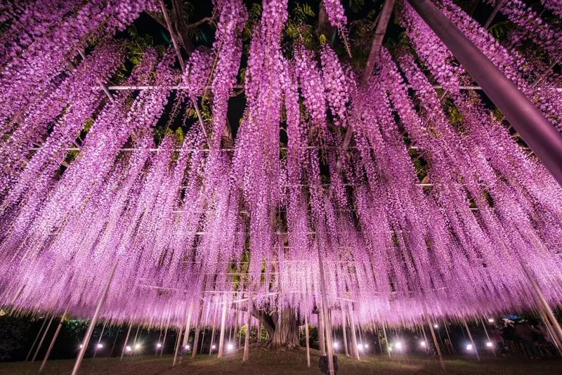 14. 「あしかがフラワーパーク」四季折々の美しい花が見られる関東のドライブスポット 1枚目
