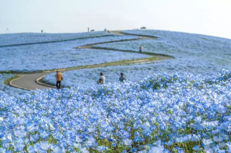 17. 「国営ひたち海浜公園」圧巻の景色で四季を堪能!関東のおすすめドライブスポット 1枚目