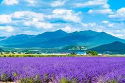 【2026】夏の北海道旅行で外せない観光地18選！おすすめモデルコースで夏休みを満喫しよう