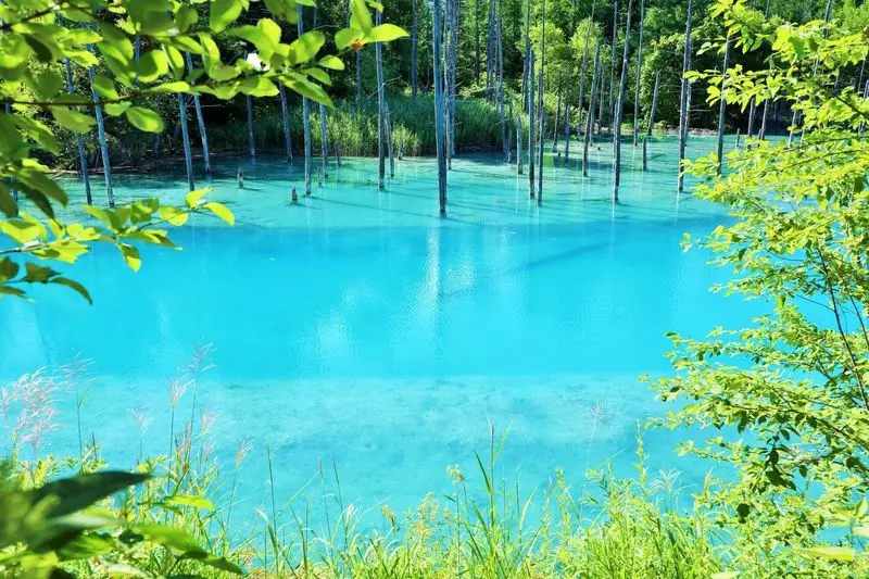 4. 【美瑛】青い池|神秘的な自然の風景が楽しめる絶景スポット 1枚目