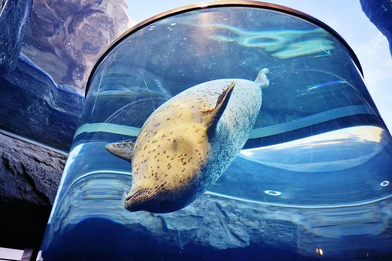 6. 【旭川】旭山動物園|大人も子どもも楽しめる!動物のありのままの姿を楽しめる展示が魅力 2枚目