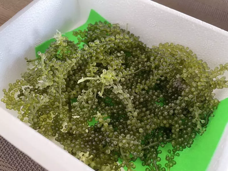 「生海ぶどう」を実際に食べてみた感想 1枚目