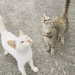抱っこもできちゃう！？瀬戸内に浮かぶ癒しの猫島