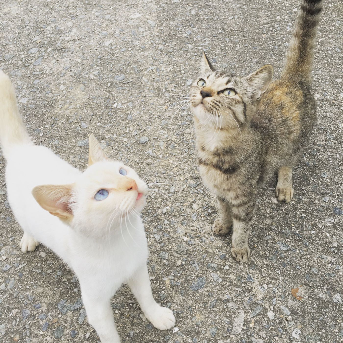 抱っこもできちゃう！？瀬戸内に浮かぶ癒しの猫島の画像