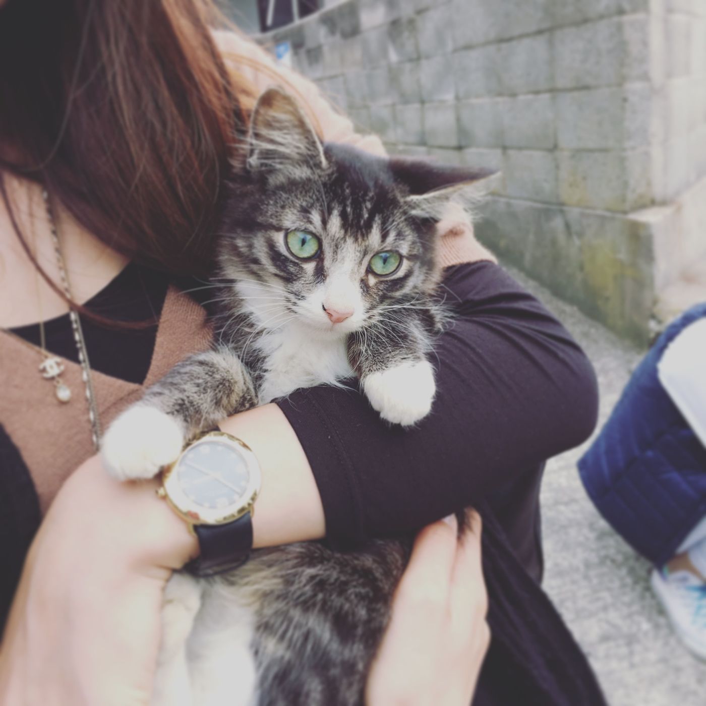 抱っこもできちゃう！？瀬戸内に浮かぶ癒しの猫島の画像