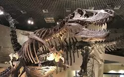 上野の【国立科学博物館】へおでかけ！恐竜や地球の歴史を楽しく学ぶ