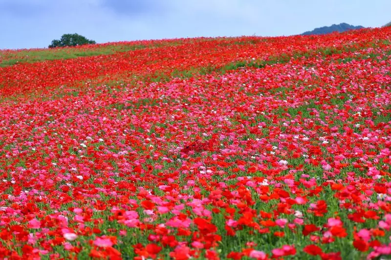 19. 「秩父高原牧場」四季折々の絶景が楽しめる関東のドライブスポット 1枚目