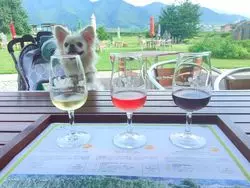 【山梨】わんこ旅におすすめのスポット5選♪