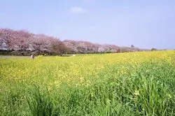 【関東】ついにシーズン到来！桜と菜の花を両方楽しむ♪