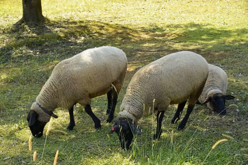 8. 「綾部ふれあい牧場」動物たちと触れ合える京都で無料の遊び場 2枚目