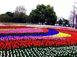 春はお花の季節♡関西から行ける日帰りトリップ
