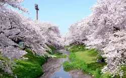 【2026最新】立川で花見をするならココ！桜が綺麗なスポット5選