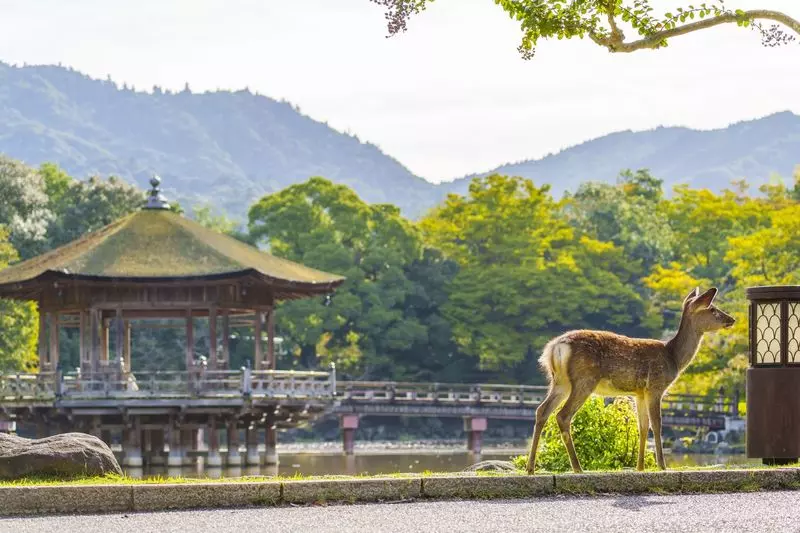 20. 奈良公園 1枚目