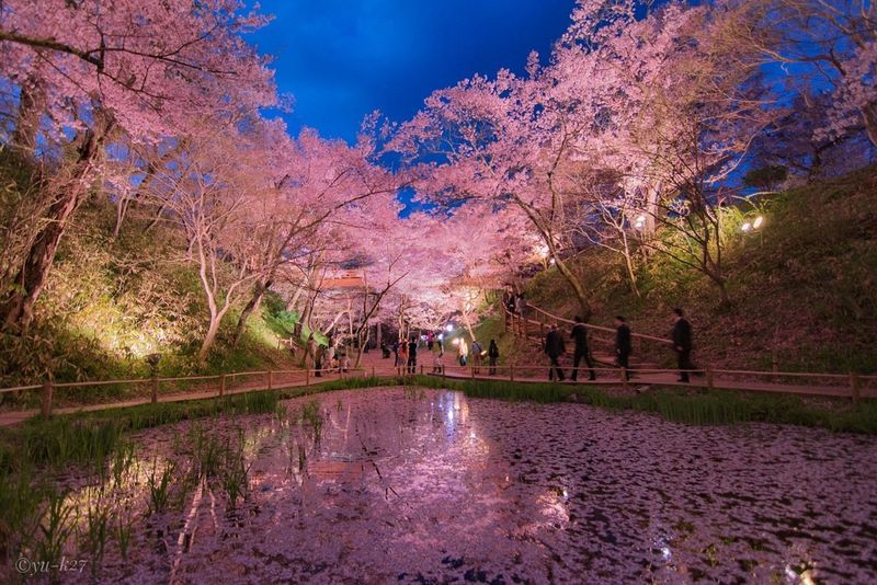 長野】ライトアップされた桜は妖艶で美しい！ | aumo[アウモ]
